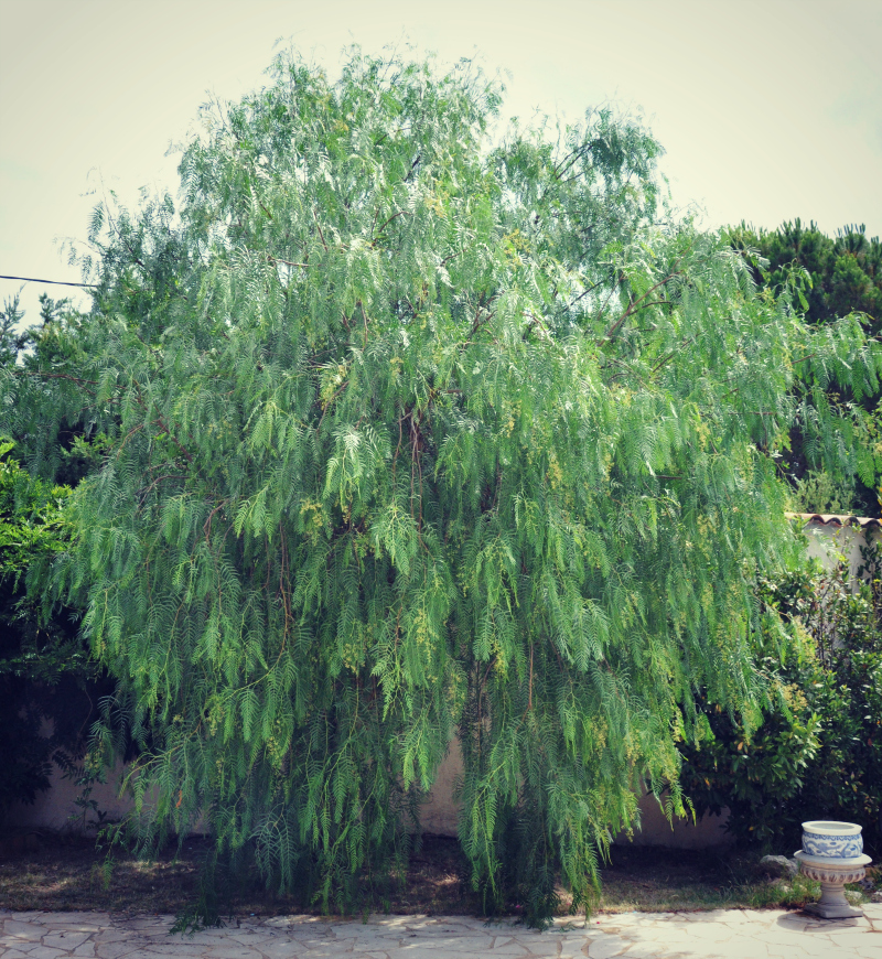 Albero del pepe