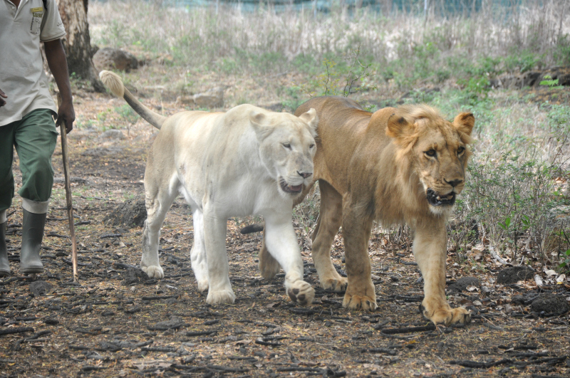 casela lions