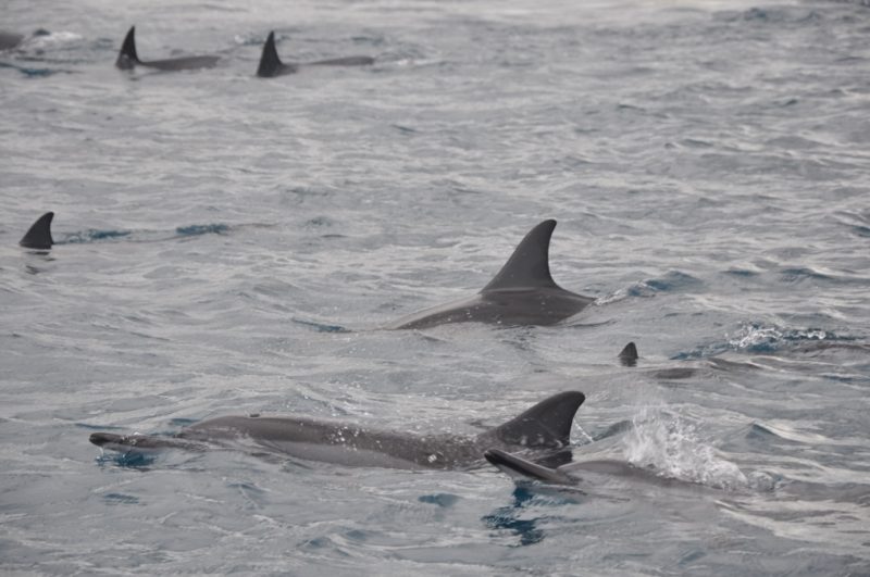 mauritius delfini