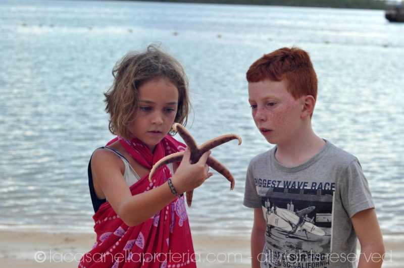 mauritius fauna marina