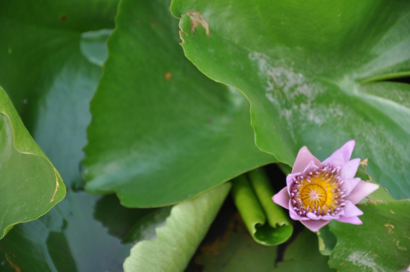 Il fiore di loto nasce nel fango e trova in se stesso la forza di raggiungere la luce