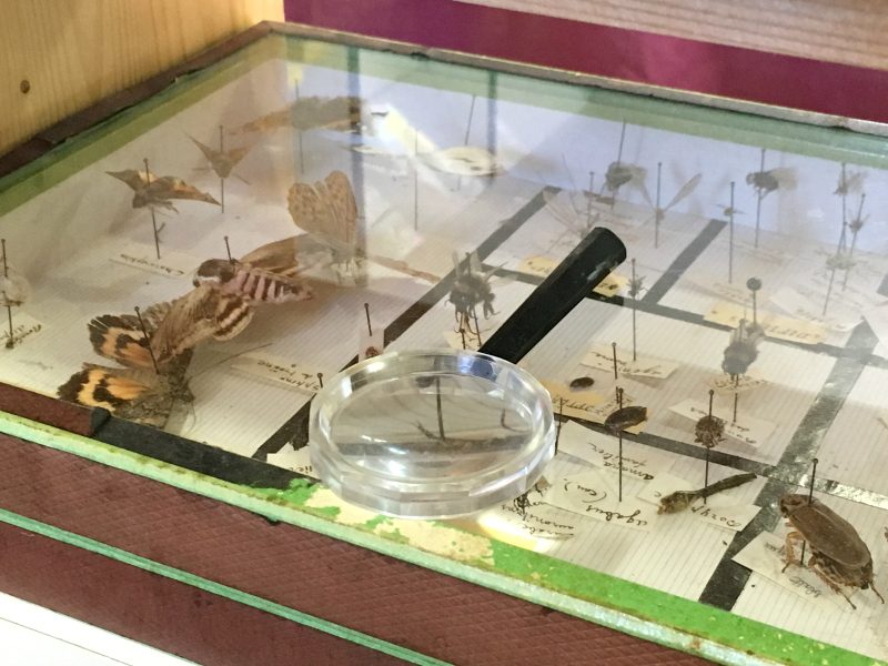 Montessori scoprire gli insetti