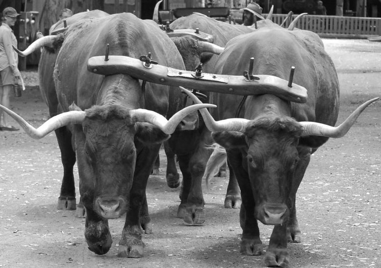 bullock_yokes