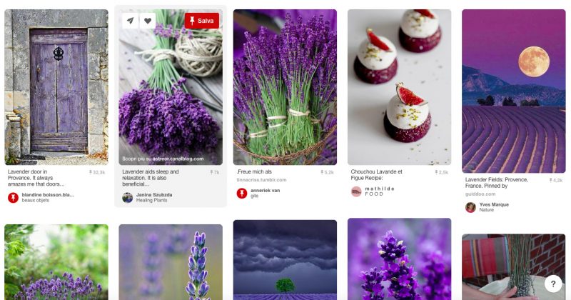 lavanda-su-pinterest
