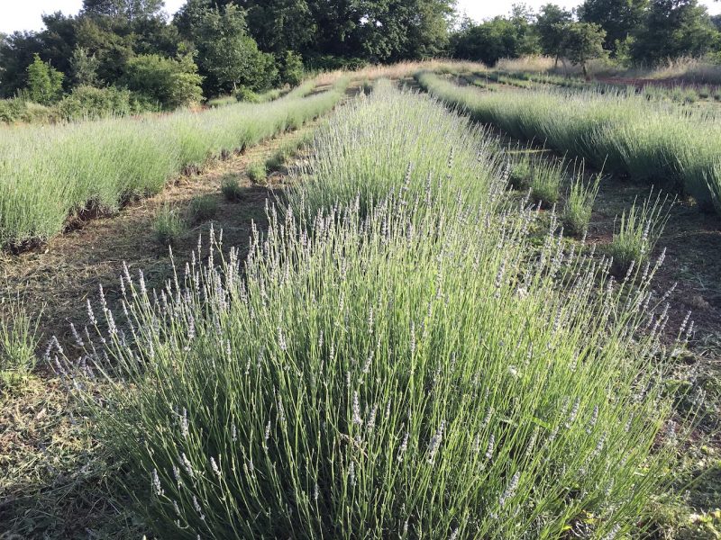 Podere Argo: la lavanda