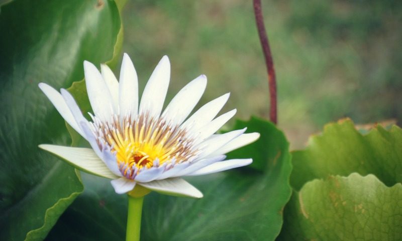 fiore-di-loto
