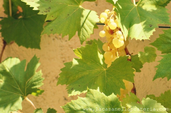 vendemmia 021