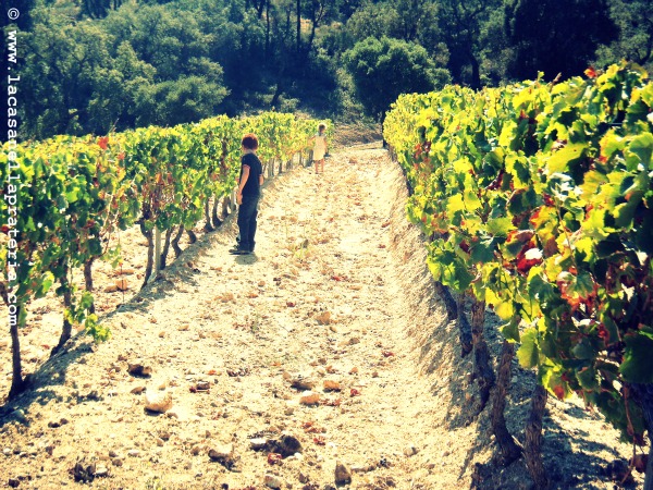 vendemmia 241